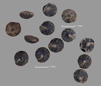 Seeds of RSA 602945